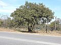 Miniatura para Bauhinia thonningii