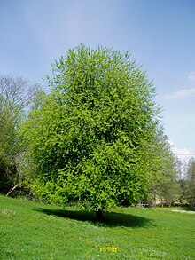 Urastený strom čremchy obyčajnej na slnkom osvietenej lúke.