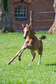 Poulain marron galopant vers le spectateur.