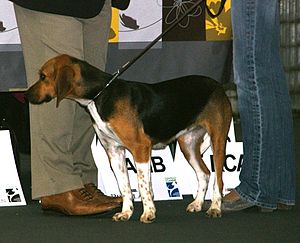 Beagle-Harrier