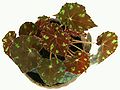 Thumbnail for Begonia bowerae