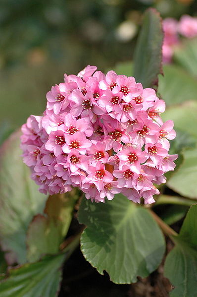 File:Bergenia stracheyi 3.jpg