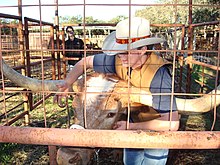 Bevo XIV being haltered by one of his handlers Bevo 11.JPG