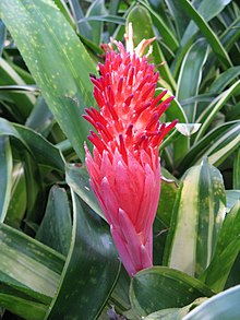 Pyramidbillbergia (B. pyramidalis 'Variegata')