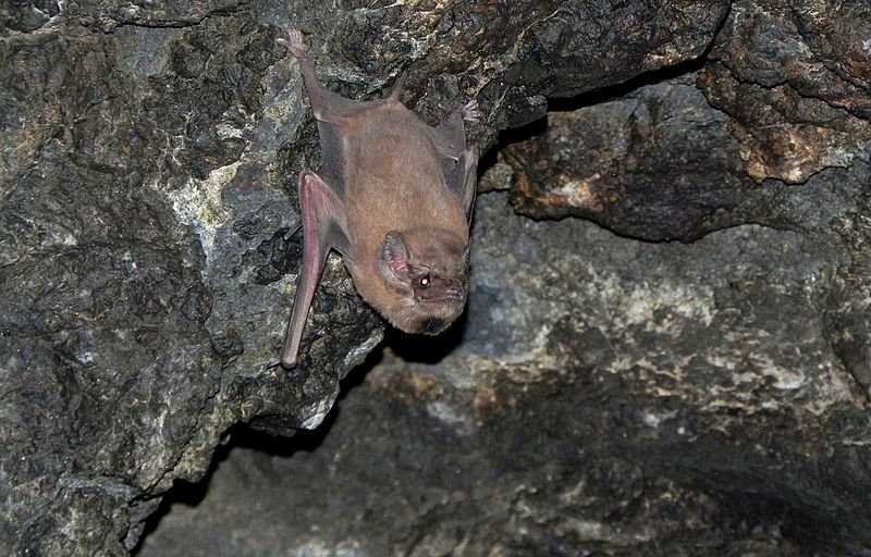 File:Black-bearded tomb bat (Taphozous melanopogon), male with prominent black beard.jpg