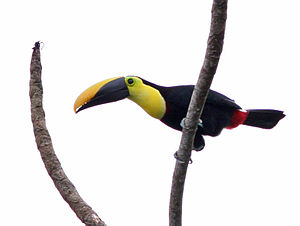 Black-mandibled Toucan.jpg