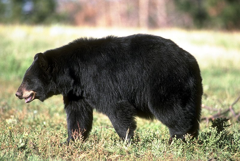 File:Black Bear (20261425192).jpg