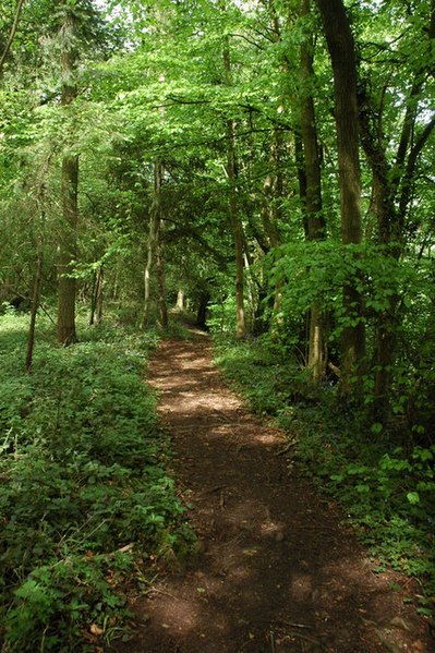 File:Black Cliff Wood - geograph.org.uk - 803465.jpg