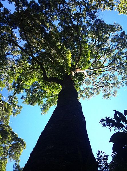 File:Black Ironwood tree - Cecilia indigenous forests - Cape Town 2.JPG