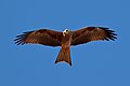 Black Kite (Milvus migrans) - Flickr - Graham Winterflood.jpg