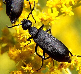 Die Ölkäfer (Meloidae), auch