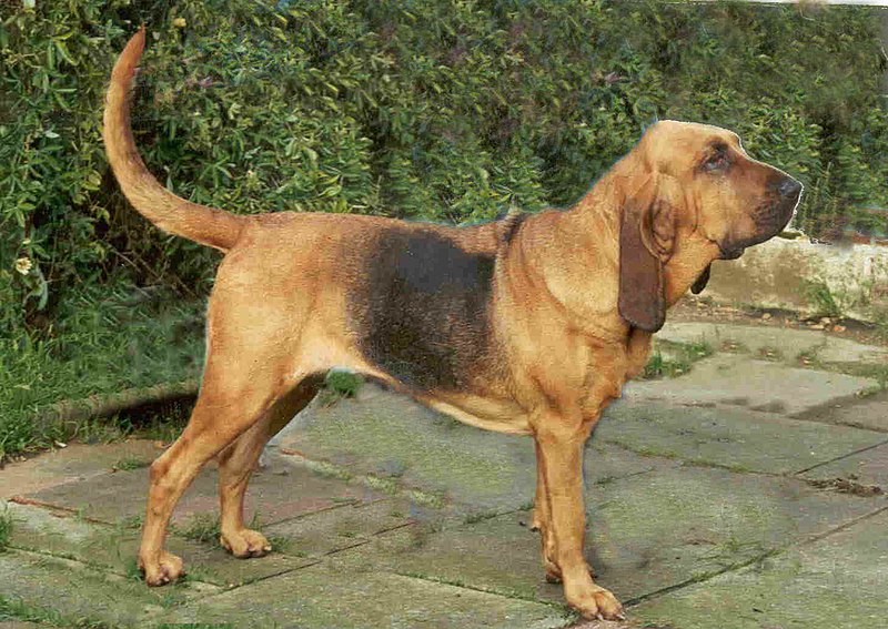 File:Bloodhound black and tan.jpg