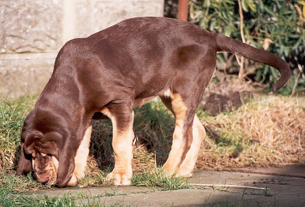 Liver and tan, 'blanket' or full-coat type