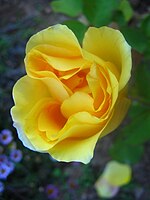 Blooms of a yellow rose.jpg