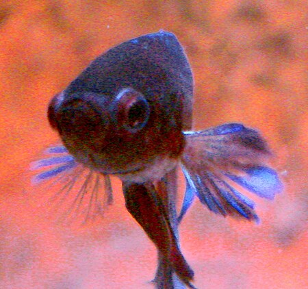 ไฟล์:Blue_Betta_face_closeup.jpg