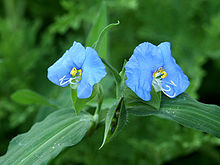 Biru Pair.JPG