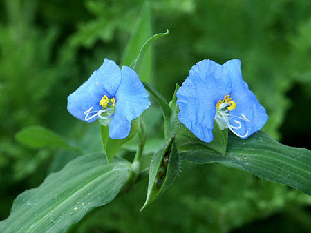 Blue Pair.JPG