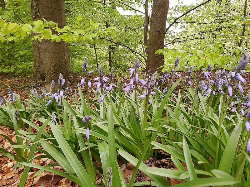 File:Blue bells, Assmannshausen.jpg