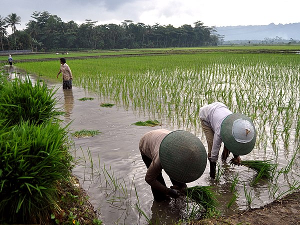 Kelapa sawit adalah hasil dari perkebunan yang banyak dimanfaatkan manusia sebagai bahan baku