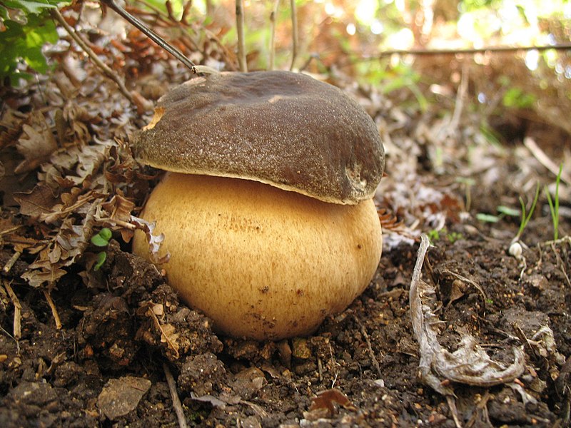 File:Boletus aereus 22995194.jpg