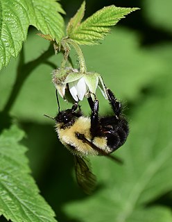 Two-spotted bumble bee Species of bee