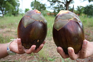 Two ripe fruits of Borassus akeassii