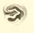 Boston Journal of Natural History, v.7.-Plate 4-fig11-Helix Troostrana.jpg
