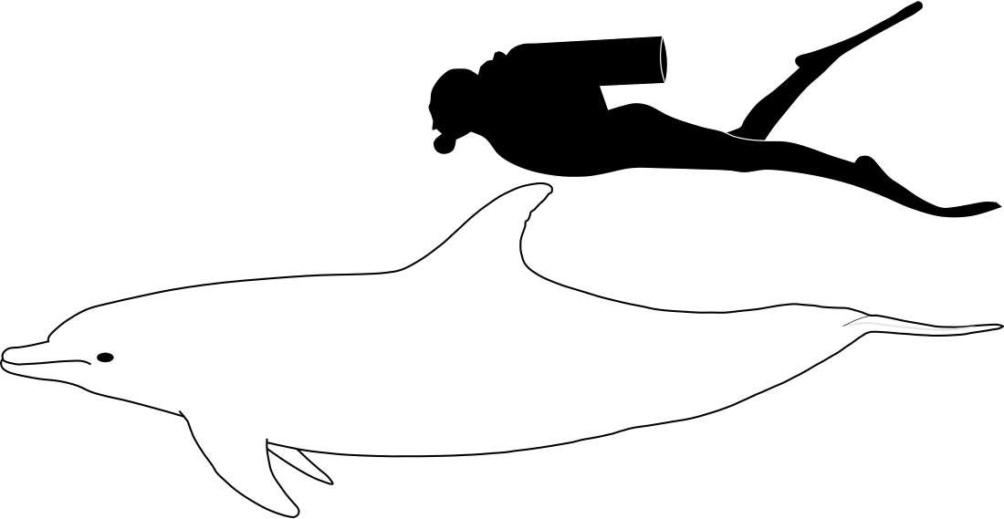 File:Bottlenose dolphin size.svg