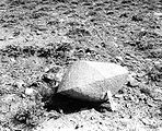 Granitowa skała polerowana przez nadmuchiwany wiatr, hrabstwo Sweetwater, Wyoming (Bradley, 1930). [1]