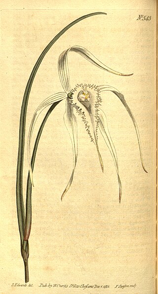 <i>Brassavola cucullata</i> Species of orchid