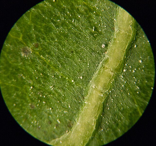 File:Brassica leaf.jpg