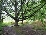 Broom Hill, Hadleigh