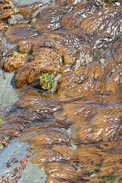 Brown Algae (Phaeophyceae)