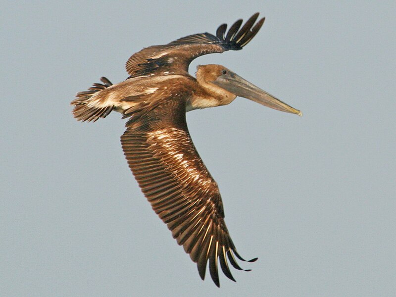 File:Brown Pelican (Pelecanus occidentalis) RWD4.jpg