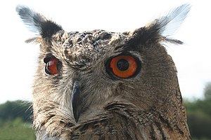 Eurasian Eagle Owl.