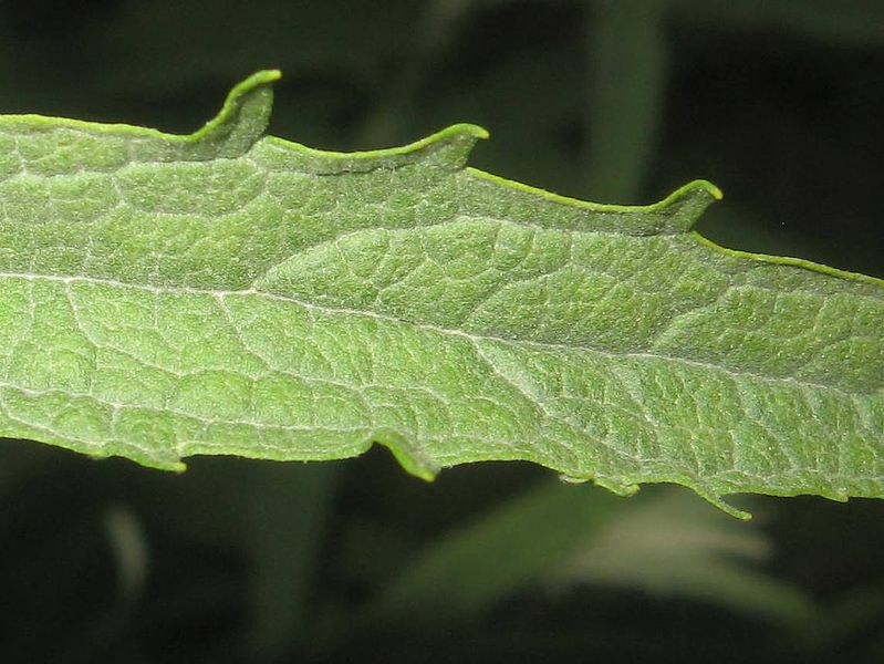 File:Buddleja x wardii leaf detail.jpg