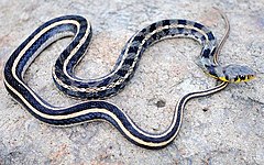 Description de l'image Buff striped keelback Amphiesma stolatum by Krishna Khan Amravati.jpg.