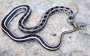 Buff striped keelback Amphiesma stolatum by Krishna Khan Amravati.jpg