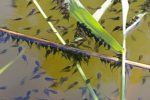 Tadpoles of common toad