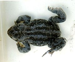 Description de l'image Bufo latastii.jpg.