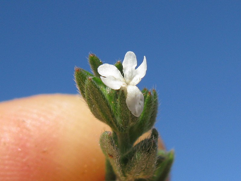 File:Buglossoides arvensis flower4 (15219771550).jpg