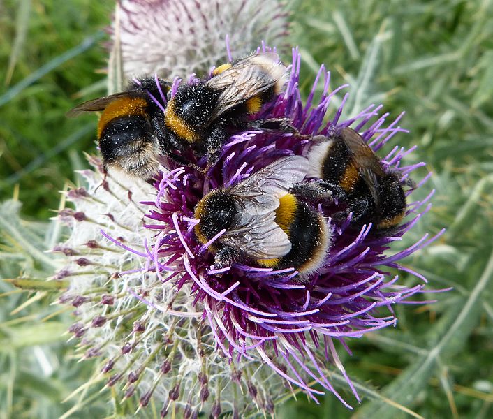 File:Bumble Bees feeding on Thistle head. - Flickr - gailhampshire.jpg