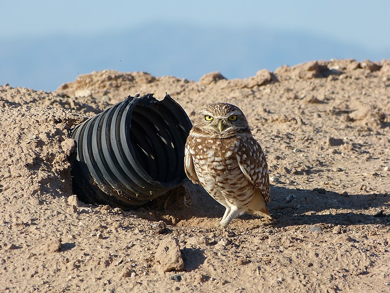 File:Burrowing Owl (24902570492).jpg