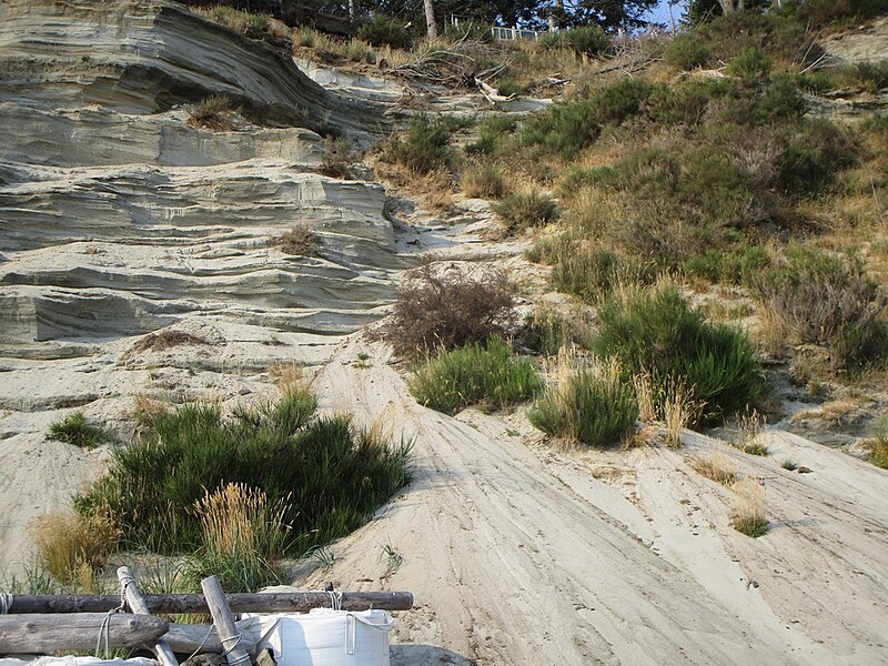 File:Bushes growing on sand from eroded cliff.jpg