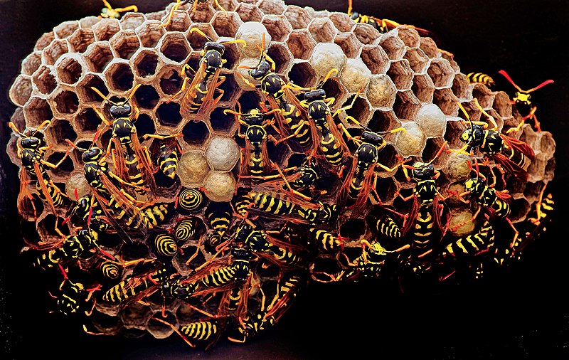 File:Busy Wasp nest.jpg