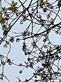 File:Butter nut flower (mahua).jpg