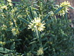 Buxus sempervirens rosmarinifolia.jpg