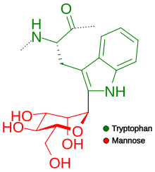 The mannose molecule is attached to the C2 of the first tryptophan of the sequence C-mannosylation process.svg