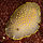 Cadlina luteomarginata.jpg