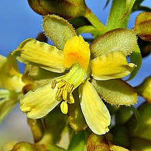 Caesalpinia bonduc (abu-Abu tertawa terbahak-bahak Bean) (9757179076).jpg